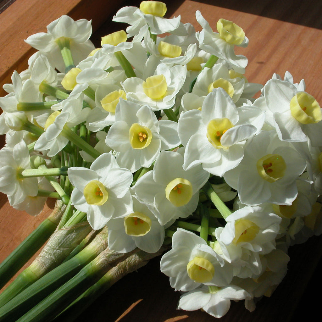 Spectacular Spring Flowers - Blue Bowl