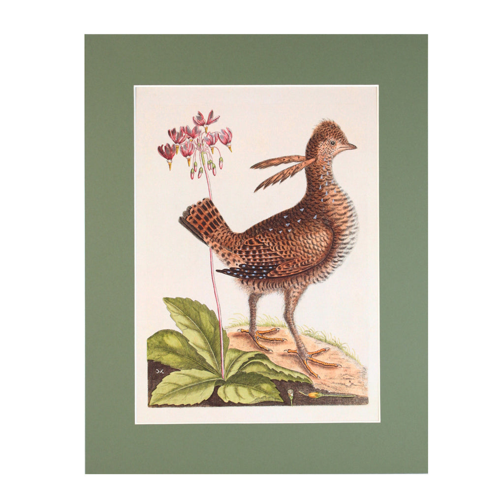 American Woodcock Print - Blue Bowl