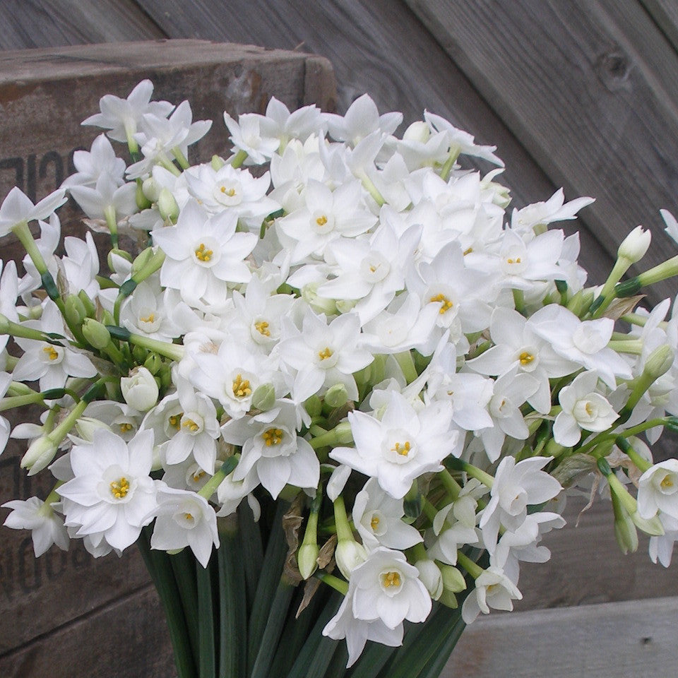 Spectacular Spring Flowers - Blue Bowl