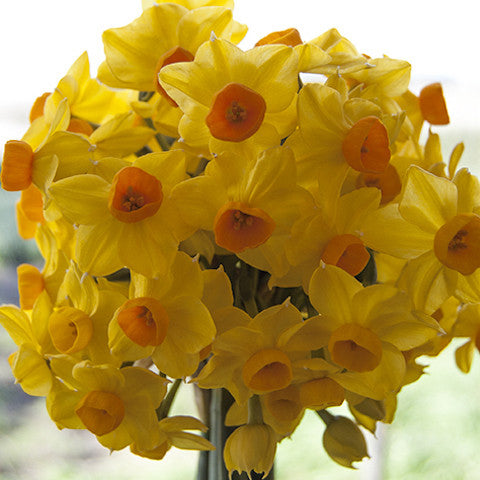 Spectacular Spring Flowers - Blue Bowl