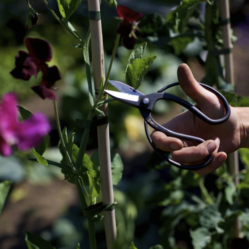 Garden Scissors - Blue Bowl